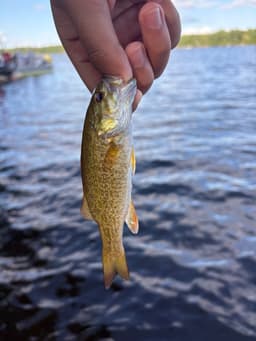 Smallmouth Bass